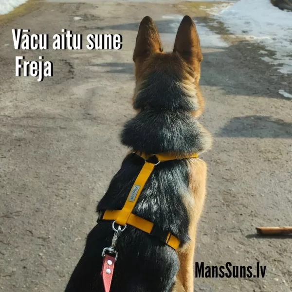 Freja