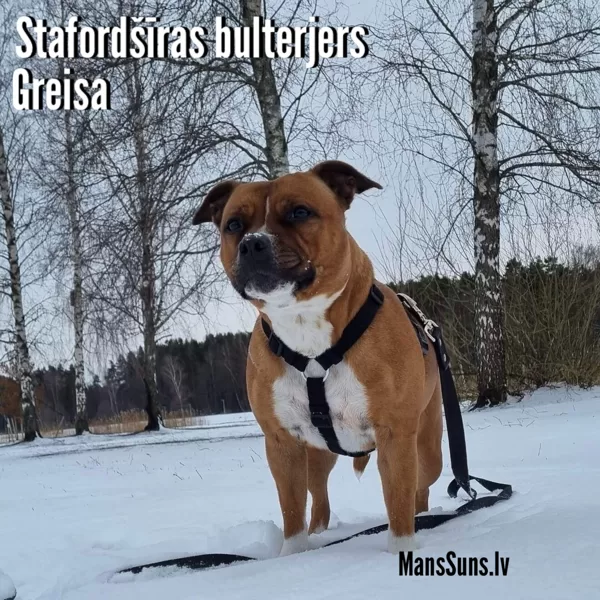 Greisa