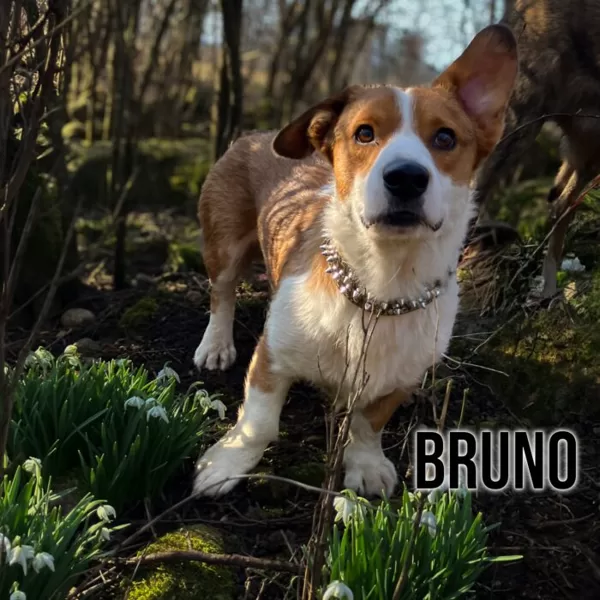 Bruno (02.02.2022.)