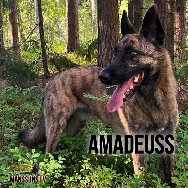 Amadeuss- Dieva dots suns. (28.10.2019.)